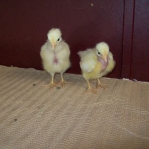 My white TNN's. The one on the left has a bowtie, the one on the right has a clean neck and more of a bare breast.