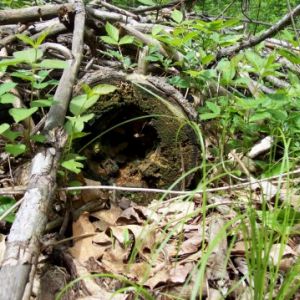 Hobbit hole??