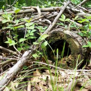 Hobbit hole from a different angle.