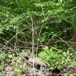 Thorny vines.