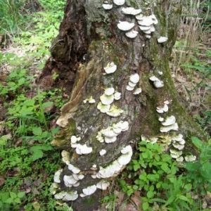 Fungus stump.