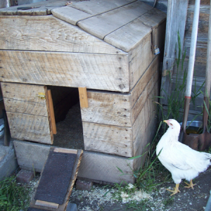 Redneck chicken coop. I bought this wood bin for $5 and put a door in the side for the chickens. It's only temporary, until I get my mother's bills caught up and make a bit of money to buy a real coop.