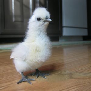 I think this Silkie is a rooster.