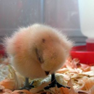 I love how baby chickens have "chick narcolepsy'. haha