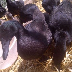 Some of my ducklings which are up for sale