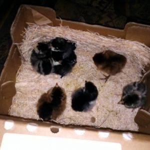 How they got here from My Pet Chicken.