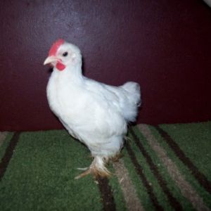 Cochin bantam rooster,  6 wks old. (don't mind his feet, he ran thru the water multiple times while I was trying to catch everyone for pics)