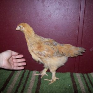 Amerecauna X standard buff Cochin mix, 7+ wks old. Very huge compared to any of my other birds. Even bigger than the purebred Amerecaunas hatched same day.