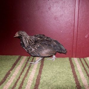 Purebred Amerecauna, 7+ wks old. I'm thinking pullet b/c of little to no comb development and it's pale in color compared to the other hatchling that's slightly raised and pink-ish red.
