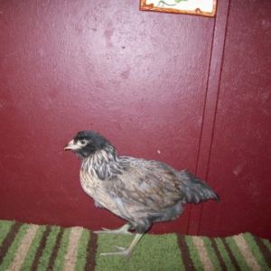 Purebred Amerecauna, 7+ wks old. I'm thinking it's a cockerel b/c of comb getting red and slightly raised compared to the other one.