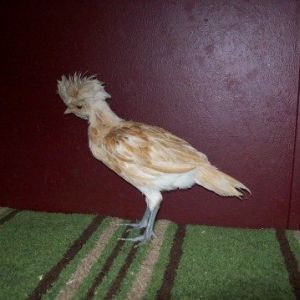 Buff laced bantam Polish,  6 wks old? IDK if it's a pullet or cockerel. Any guesses? Next pic = headshot.