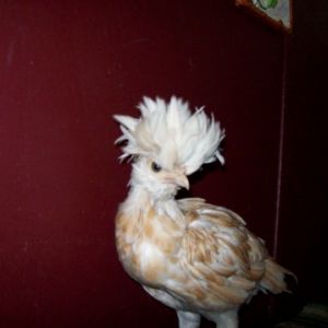 Buff laced bantam Polish,  6 wks old? IDK if it's a pullet or cockerel. Any guesses?
