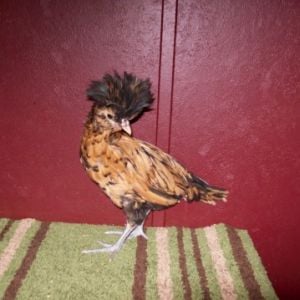 Gold laced bantam Polish,  6 wks old? IDK if it's a pullet or cockerel. Any guesses? Normally carries tail upright like in the pic 3 pics from now.