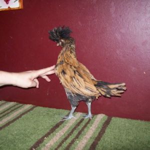 Same Gold laced bantam Polish