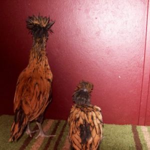 Gold laced bantam Polish,  6 wks old? IDK if  they're pullets or cockerels. Any guesses? The one on the left is the same as the 2 previous pics and the same as the one w/the tail raised in the next pic.