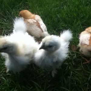 Two Sexlings and two Silkies.