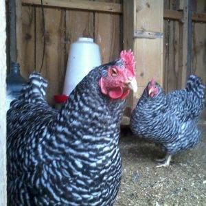Two of my 3 Barred Rocks