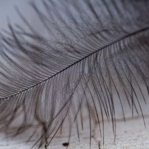 Her wing feather.