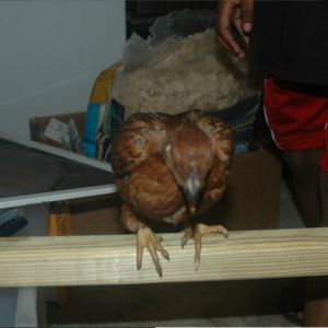 chick 1: pullet guess again