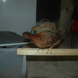 chick 1 c