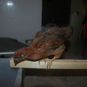 chick 1