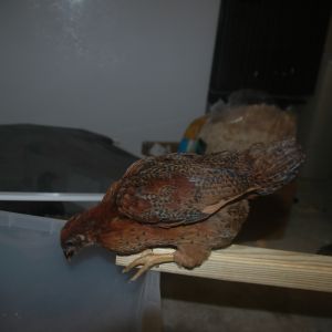 chick 1