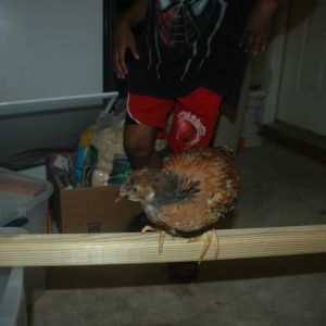 chick 2: my guess is pullet  or wishful thinking