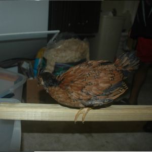 chick 2