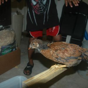 chick 2