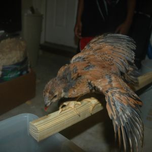chick 2