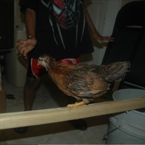 chick 3