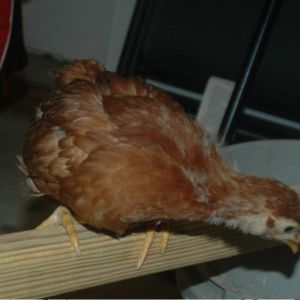 Chick 4: has a slight pink comb. Maybe a cockerel but hoping not.
