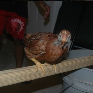 chick 4