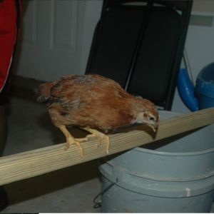 Chick 5
