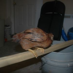 Chick 5: Bad picture