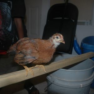 Chick 5