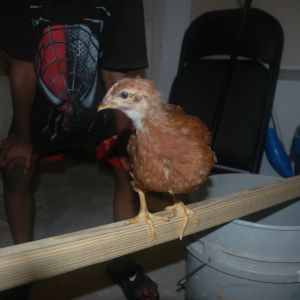 Chick 5