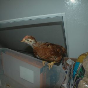 Chick 6b: Check out that wattle and comb!