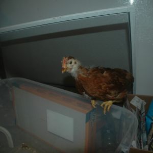 Chick 6c