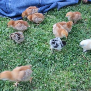 Chicks from Co-op