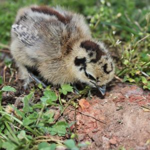 Chip - short for chipmunk