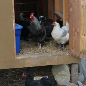 The rooster is Streak because he is fast and hard to catch.