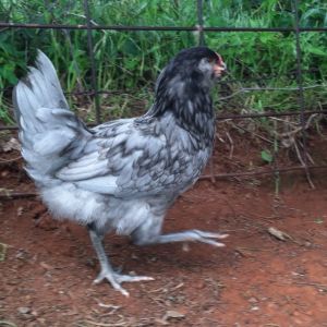Blue Ameraucana