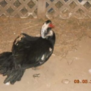 AppleMark
My muscovy drake.. He's lonely right now with no girls due to a fox getting 2 hens.
