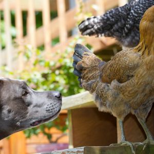 10 weeks old,  "Can I just get a sniff?"