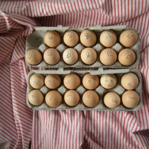 Buckeye eggs won from online 4H auction