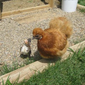 Honeybun with her little serama cockerel baby...