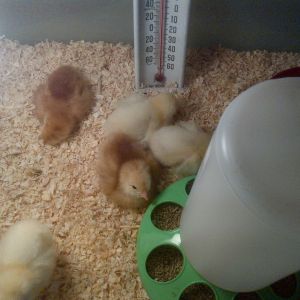 Dixie, Henryetta, Stacy, Amy and Daffodil, two Rhode Island Reds and three Columbian Barred Rocks.  Four days old, May 25th