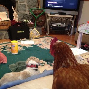 Boo Boo and Rainbow Chicken enjoying Soothing Soundscapes on the TV