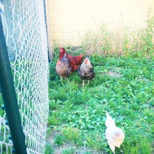 This is last photo I have of Rosie, our Rhode Island Red. A raccoon got her that same night.